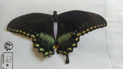 Réf. 346 549 : Papilio troilus